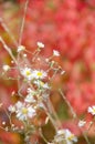 Selective focus chamomile in foreground on blurred background of flowers and red leaves. Natural background. Flower texture with Royalty Free Stock Photo