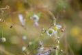 Selective focus chamomile in foreground on blurred background of green grass. Natural background. Flower texture with copy space Royalty Free Stock Photo