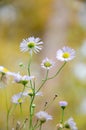 Selective focus chamomile in foreground on blurred background of green grass. Natural background. Flower texture with copy space Royalty Free Stock Photo