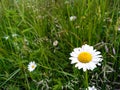 Selective focus chamomile in the foreground on blurred background of green grass. Natural background. Summer day for a walk. Royalty Free Stock Photo