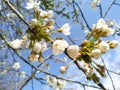 Selective focus cherry flowers against background of blurry flowering branches. White blooming cherry blossoms. Spring concept. Royalty Free Stock Photo