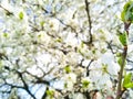 Selective focus cherry flowers against background of blurry flowering branches. White blooming cherry blossoms. Spring concept. Royalty Free Stock Photo