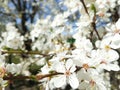 Selective focus  cherry flowers against background of blurry flowering branches. White blooming cherry blossoms. Spring concept. Royalty Free Stock Photo