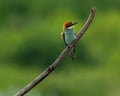 Selective focus of a chestnut-headed bee-eater perched on a tree branch, green blurred background Royalty Free Stock Photo