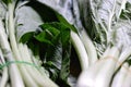 In selective focus a Chinese cabbage leaf, close up a fresh vegetables with green nature color Royalty Free Stock Photo