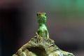 Selective focus of the Chinese water dragon on a rock. Royalty Free Stock Photo