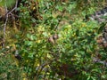 A chipmunk climbed a wild currant bush in the wild. A small chipmunk poses with its nose in the Rocky Mountains of Altai, Siberia