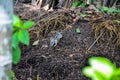 Closeup of a chipmunks, striped rodents, striped squirrel, timber tigers from the family sciuridae looking at the camera.