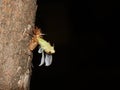 Selective focus of a cicada gets out of the molt Royalty Free Stock Photo