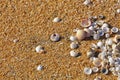 Selective focus of shell at the beach