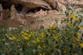 Selective Focus on Cliff Dwelling with Blurry New Mexico Sunflowers in front Royalty Free Stock Photo