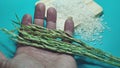 selective focus and close-up of green brown paddy stalks in hand and rice on green background pattern board Royalty Free Stock Photo