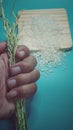 selective focus and close-up of green brown paddy stalks in hand and rice on green background pattern board Royalty Free Stock Photo