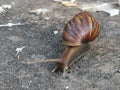 Giant african snail on concrete floor. Royalty Free Stock Photo