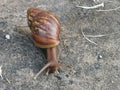 Giant african snail on concrete floor. Royalty Free Stock Photo