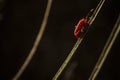 Selective focus close up macro of red locust on grass Royalty Free Stock Photo