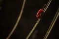 Selective focus close up macro of red locust on grass