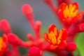 Selective focus close up macro shot of Jatropha podagrica or Buddha belly plant, bottleplant shrub, gout plant, purging-nut,