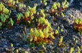 Selective focus close up of moss on a stone,Moss with water drop in early morning. Royalty Free Stock Photo