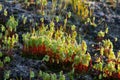 Selective focus close up of moss on a stone,Moss with water drop in early morning. Royalty Free Stock Photo