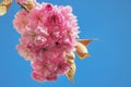 Selective focus close-up photography. Beautiful cherry blossom sakura in spring time over blue sky Royalty Free Stock Photo