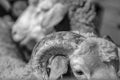 Selective focus of close-up portrait of two sheeps with horn in central Turkey, black and white