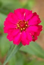 Selective focus close-up shot on blooming Beautiful of pink Flowers zinnia elegans. Color nature background. Top view Royalty Free Stock Photo