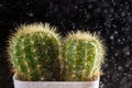 Selective focus close-up shot on cactus with drops of dew Royalty Free Stock Photo