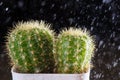 Selective focus close-up shot on cactus with drops Royalty Free Stock Photo