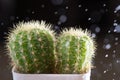 Selective focus close-up shot on cactus with drops Royalty Free Stock Photo