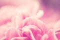 Selective focus of close up sweet pink carnation flowers Royalty Free Stock Photo