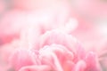 selective focus of close up sweet pink carnation flowers Royalty Free Stock Photo