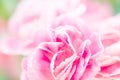 selective focus of close up sweet pink carnation flowers Royalty Free Stock Photo