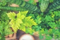 Selective focus close-up top-view shot on cactus cluster. well k Royalty Free Stock Photo