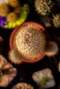 Selective focus close-up top-view shot on Golden barrel cactus Royalty Free Stock Photo