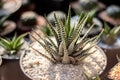 Selective focus close-up top-view shot on Golden barrel cactus Royalty Free Stock Photo