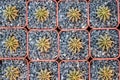 Selective focus close-up top-view shot on Golden barrel cactus Royalty Free Stock Photo