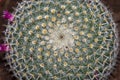 Selective focus close-up top-view shot on Golden barrel cactus Echinocactus grusonii cluster Royalty Free Stock Photo