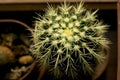 Selective focus close-up top-view shot on Golden barrel cactus Echinocactus grusonii cluster. Royalty Free Stock Photo