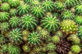 Selective focus close-up top-view shot on Golden barrel cactus Echinocactus grusonii cluster.