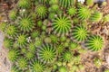 Selective focus close-up top-view shot on Golden barrel cactus Echinocactus grusonii cluster. well known species of Royalty Free Stock Photo