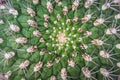 Selective focus close-up top-view shot on Golden barrel cactus Royalty Free Stock Photo