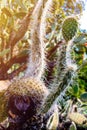 Selective focus close-up top-view shot on Golden barrel cactus Royalty Free Stock Photo