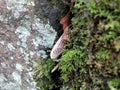 Selective focus close up of winter moss and lichen on damp stones with dead leaves and sycamore seed in the cracks