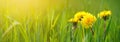 Selective focus close-up of the yellow dandelions on spring meadow, banner Royalty Free Stock Photo