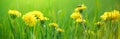 Selective focus close-up of the yellow dandelions on spring meadow, banner Royalty Free Stock Photo