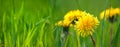 Selective focus close-up of the yellow dandelions on spring meadow, banner. Yellow flowers in green grass on the field Royalty Free Stock Photo