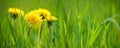 Selective focus close-up of the yellow dandelions on spring meadow, banner. Yellow flowers in green grass on the field Royalty Free Stock Photo