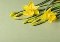 Selective focus on closed buds with two yellow flowers of daffodils.Concept of parents and children in