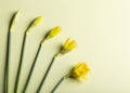 Selective focus on closed and open buds of yellow daffodils. Royalty Free Stock Photo